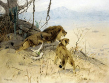 Lion And Lioness Stalking A Zebra Herd :: Wilhelm Kuhnert (Львы, Кунерт)