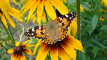 Бабочка Репейница на цветках рудбекии :: Мамин сад – Цветочный калейдоскоп