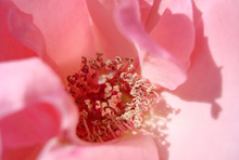 Роза :: Цветочное ассорти «Внутри цветка»
