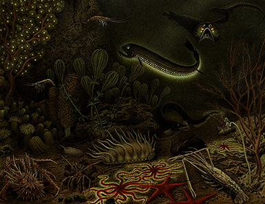 Фауна абиссали – Глубоководная фауна