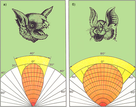 Диаграммы направленности ультразвука (летучие мыши: ночница и подковонос)