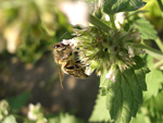 Пчела на мелиссе :: Мамин сад – Цветочный калейдоскоп