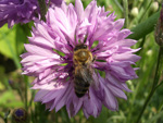 Пчела на васильке :: Мамин сад – Цветочный калейдоскоп