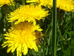 Пчела на одуванчиках :: Мамин сад – Цветочный калейдоскоп