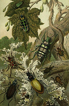 Британские жуки и их иностранные родственники ;-) Занимательная энтомология, 1871 год