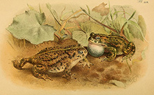 Камышовая жаба (Bufo calamita) :: из книги Джорджа Альберта Буленджера «Бесхвостые земноводные Европы»