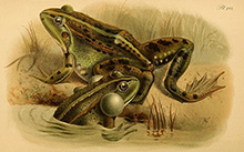 Озёрная лягушка (Pelophylax ridibundus) :: из книги Джорджа Альберта Буленджера «Бесхвостые земноводные Европы»