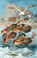 Полёт морских петухов (летающие рыбы) :: иллюстрация из книги Альфреда Эдмунда Брема
