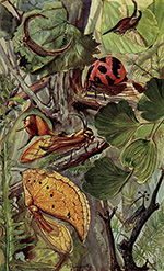 Тропические цикады-горбатки :: из книги Альфреда Брема «Насекомые»