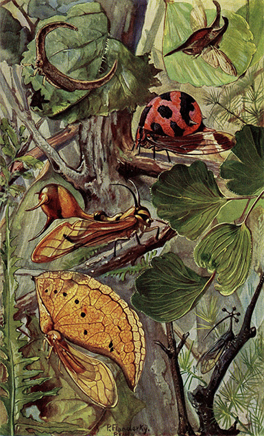 Тропические цикады-горбатки :: из книги Альфреда Брема «Насекомые»