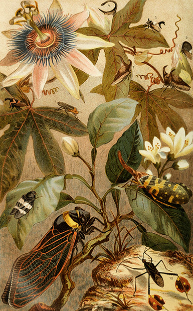 Иноземные цикады :: из книги Альфреда Брема «Насекомые»