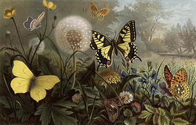 Бабочки Германии :: из книги Альфреда Эдмунда Брема «Жизнь животных: Насекомые»