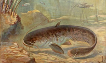 Сом (Barbel Catfish) :: художник-иллюстратор: Paul Flanderky