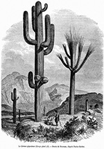 Цереус гигантский (Cereus giganteus) :: гравюра из иллюстрированной газеты Фрэнка Лесли