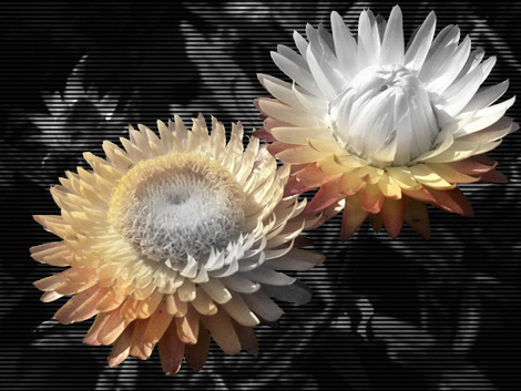 Эффект цвета на чёрно-белой фотографии :: Заколдованные сухоцветы :: Adobe Photoshop
