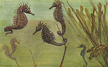 Морские коньки и рыба-игла :: из книги Альфреда Брема «Рыбы»