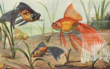 Вуалевые золотые рыбки :: из книги Альфреда Брема «Рыбы»