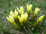 Жёлтоцветковая форма горечавки весенней (горные первоцветы Кавказа)