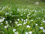 Вероника (горные первоцветы Кавказа) :: Весенний цветочный ковёр