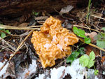 Первые грибы: Сморчки