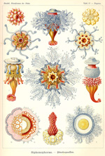 Сифонофоры (Siphonophorae) :: Эрнст Геккель «Художественные формы природы», 1904 год