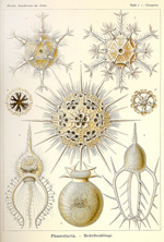 Глубоководные радиолярии (Phaeodaria) :: Эрнст Геккель «Художественные формы природы», 1904 год