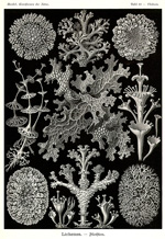 Лишайники (Lichenes) :: Эрнст Геккель «Художественные формы природы (Kunstformen der Natur)», 1904 год