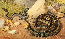 Обыкновенная гадюка :: из книги Альфреда Брема «Змеи», 1913 год