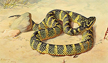 Храмовая куфия :: из книги Альфреда Брема «Змеи», 1913 год