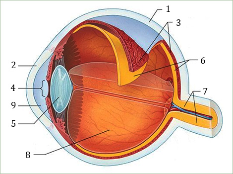Схематический разрез глаза человека
