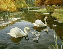 Лебеди (The Swans) :: Кнуд Эрик Эдсберг