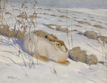 Заяц-русак в зимней шубе (Lepus europaeus) :: Комаров Алексей Никанорович, 1938 год