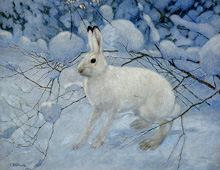 Заяц-беляк в зимней шубе (Lepus timidus) :: Комаров Алексей Никанорович, 1933 год