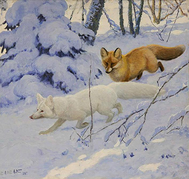 Лисица нормальная и альбинос зимой :: Комаров Алексей Никанорович, 1935 год