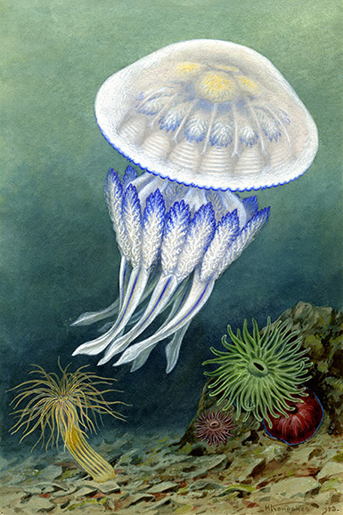 Медуза корнерот или ризостома (самая крупная медуза Чёрного моря) :: Кондаков Николай Николаевич, 1953 год