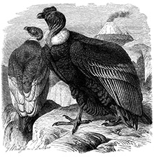 Андский кондор (Vultur gryphus) :: гравюра из книги Альфреда Брема «Жизнь животных»