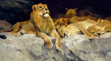The Lion Den :: Wilhelm Kuhnert (Львы, Кунерт)
