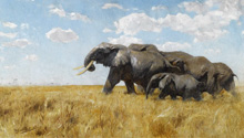 Elephants on the Move :: Wilhelm Kuhnert (Слоны, Кунерт)