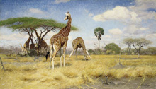 Жирафы (Африка) :: Wilhelm Kuhnert (Вильгельм Кунерт)