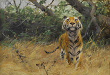 Тигр, высматривающий добычу :: Wilhelm Kuhnert (Вильгельм Кунерт)