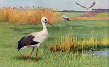 Белый Аист (White Stork) :: Wilhelm Kuhnert (Вильгельм Кунерт)
