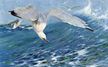 Чайка (Seagull) :: Wilhelm Kuhnert (Вильгельм Кунерт)