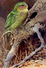 Какапо, или совиный попугай (Kakapo) :: Wilhelm Kuhnert (Вильгельм Кунерт)