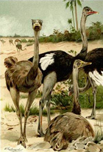 Страусы (Ostriches) :: Wilhelm Kuhnert (Вильгельм Кунерт)