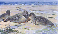 Обыкновенные тюлени :: Wilhelm Kuhnert (Вильгельм Кунерт)