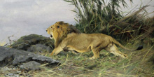Lion :: Wilhelm Kuhnert (Львы, Кунерт)