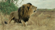 Berber Lion (Берберский лев) :: Wilhelm Kuhnert (Львы, Кунерт)