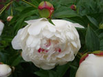 Белые пионы :: Мамин сад – Цветочный калейдоскоп
