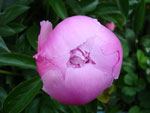 Бутон розового пиона :: Мамин сад – Цветочный калейдоскоп