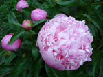 Розовые пионы :: Мамин сад – Цветочный калейдоскоп
